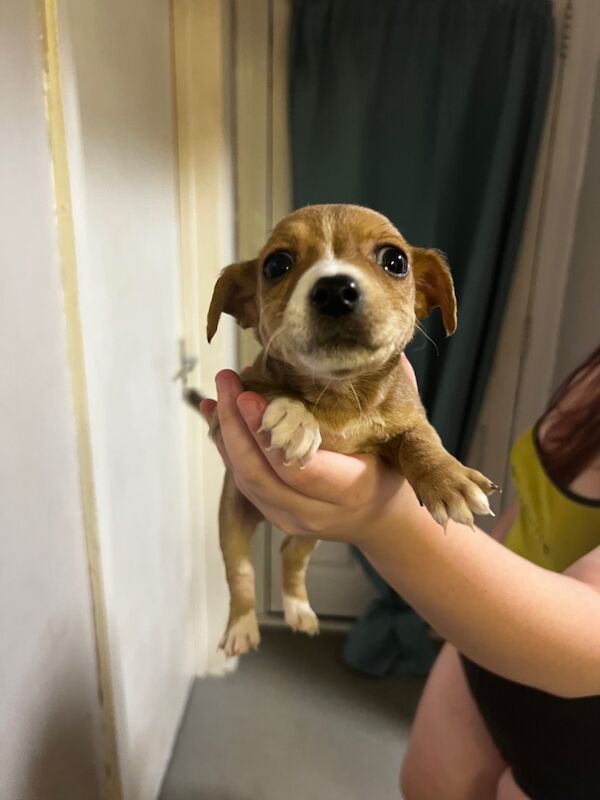 Jack russel for sale in Pontypridd, Rhondda Cynon Taf - Image 9