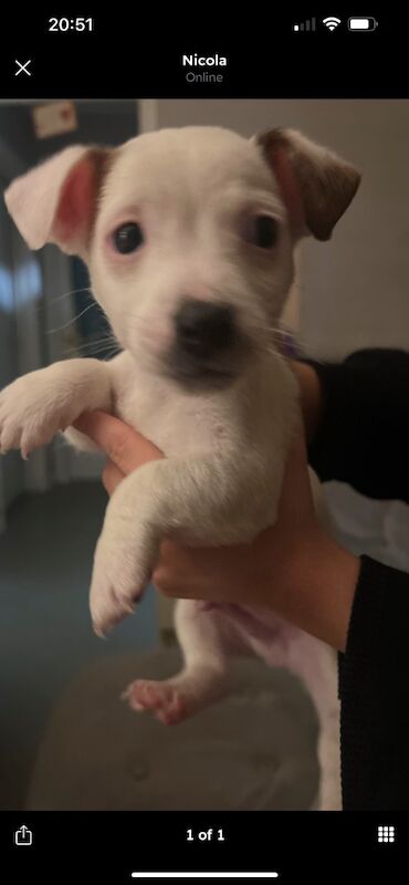 Jack russel for sale in Pontypridd, Rhondda Cynon Taf - Image 10