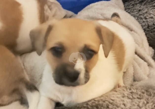 Jack russel boy for sale in Cleveleys, Lancashire