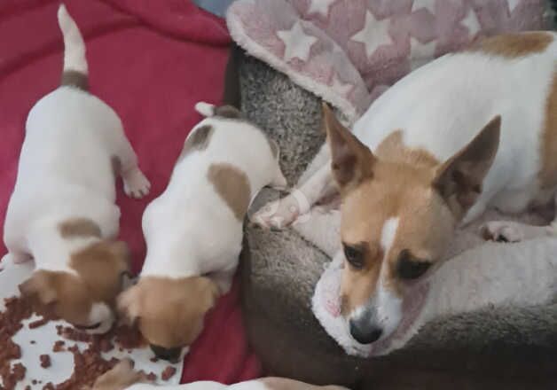 Jack russel boy for sale in Cleveleys, Lancashire - Image 5