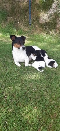 Jack russel boy puppy for sale in Okehampton, Devon - Image 1