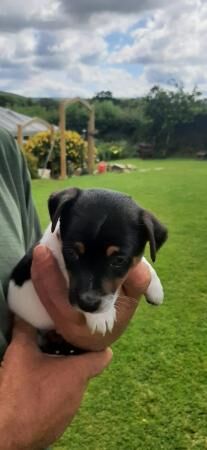 Jack russel boy puppy for sale in Okehampton, Devon - Image 2