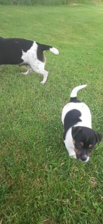 Jack russel boy puppy for sale in Okehampton, Devon - Image 4