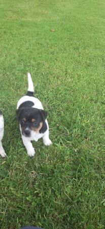 Jack russel boy puppy for sale in Okehampton, Devon - Image 5