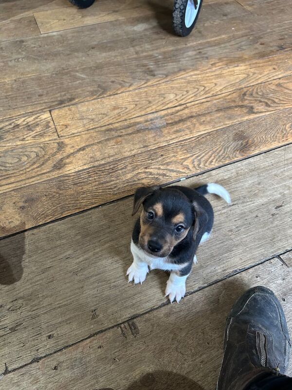 Jack russel cross beagle for sale in Hullbridge, Essex