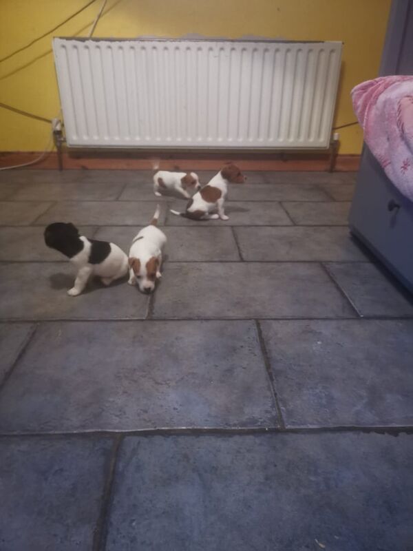 Jack Russel Crossed Terrior Pups for sale in Kesh, County Fermanagh