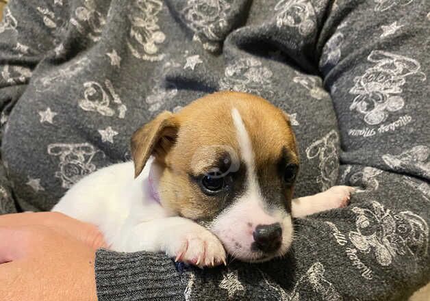 Jack Russel crosses for sale in Mablethorpe, Lincolnshire - Image 3