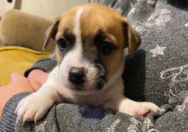 Jack Russel crosses for sale in Mablethorpe, Lincolnshire - Image 4