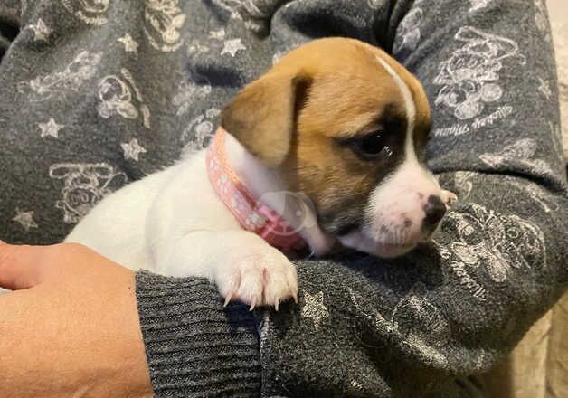 Jack Russel crosses for sale in Mablethorpe, Lincolnshire - Image 5