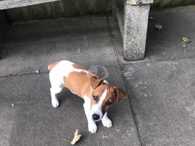 Jack Russel dog for sale in Dudley, West Midlands - Image 2