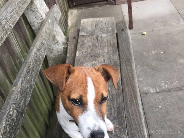 Jack Russel dog for sale in Dudley, West Midlands - Image 3