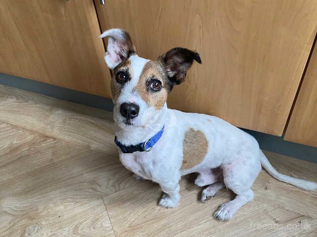 Jack russel for rehoming for sale in York, Lancashire