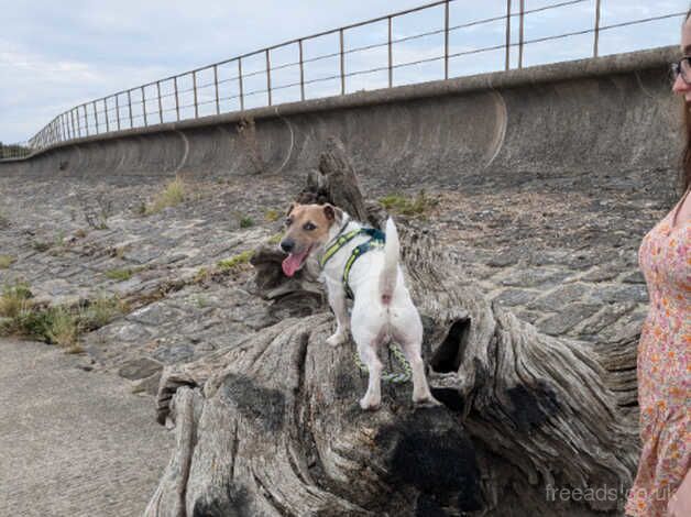 Jack Russel for sale in Blackpool, Lancashire