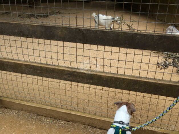 Jack Russel for sale in Blackpool, Lancashire - Image 2