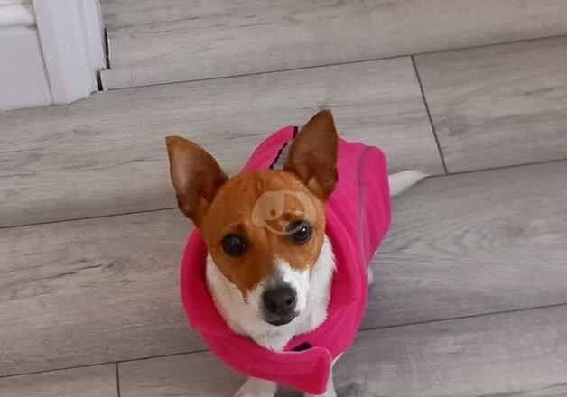 Jack Russel girl for sale in Chatham, Kent