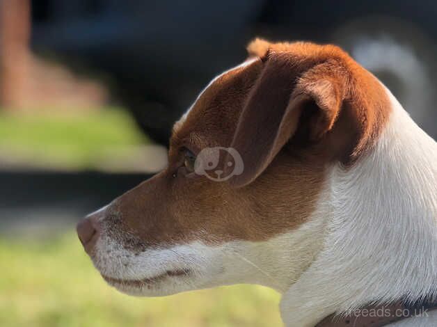 Jack Russells for sale in Beccles, Suffolk