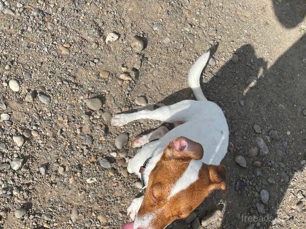 Jack Russell Puppies for sale in Suffolk