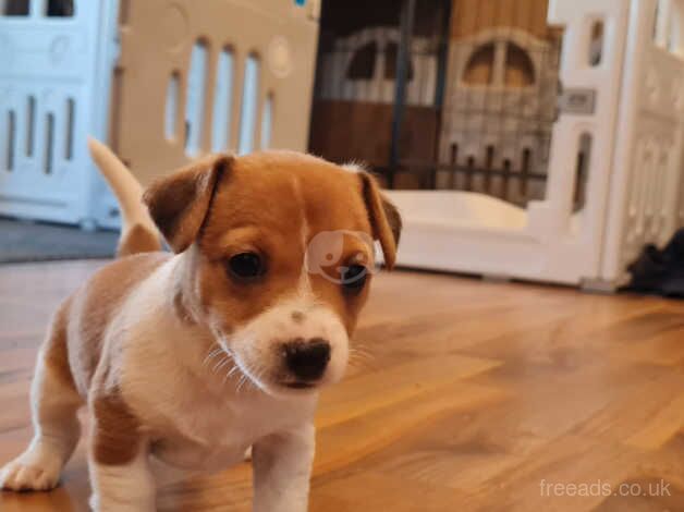 Jack russel girl for sale in Ashfield Cum Thorpe, Suffolk - Image 1