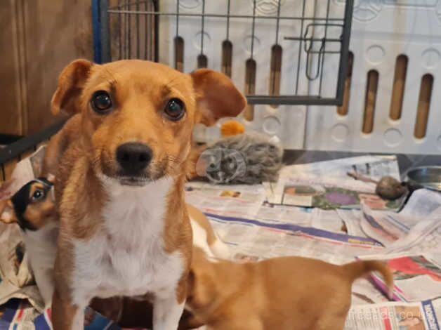 Jack russel girl for sale in Ashfield Cum Thorpe, Suffolk - Image 2