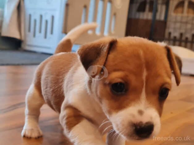 Jack russel girl for sale in Ashfield Cum Thorpe, Suffolk - Image 3