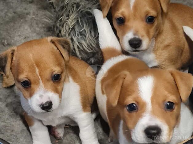 Jack russel girl for sale in Ashfield Cum Thorpe, Suffolk - Image 4