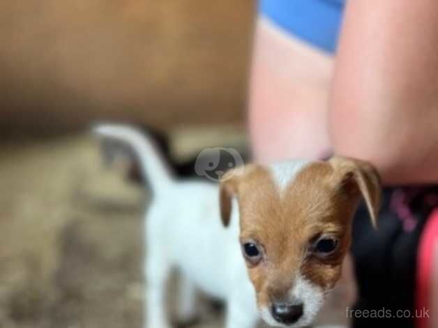 Jack Russel girls for sale in Wisbech, Cambridgeshire