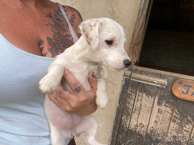 Jack Russel girls for sale in Wisbech, Cambridgeshire - Image 3