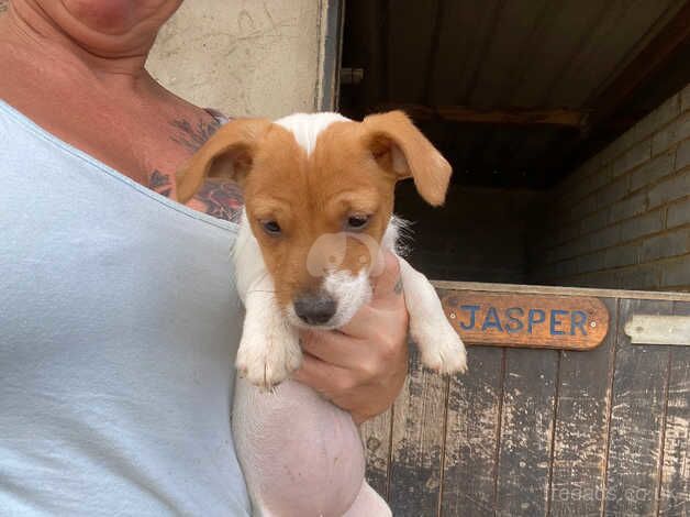 Jack Russel girls for sale in Wisbech, Cambridgeshire - Image 4