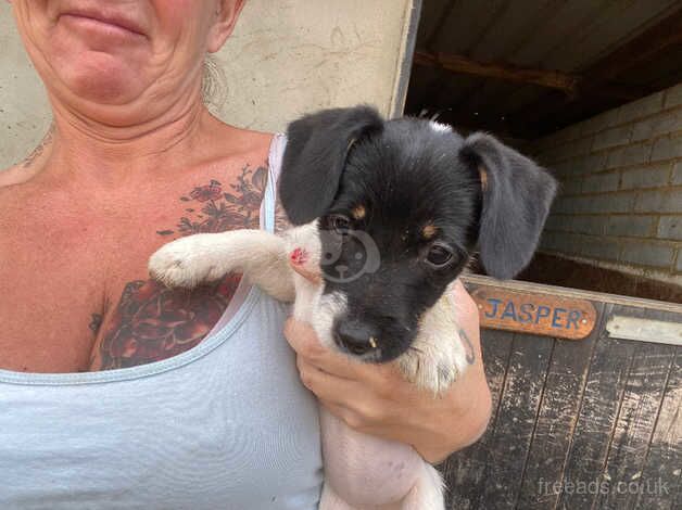 Jack Russel girls for sale in Wisbech, Cambridgeshire - Image 5