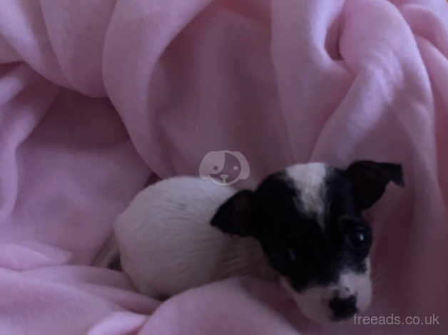 Jack russel for sale in Blackburn, Lancashire