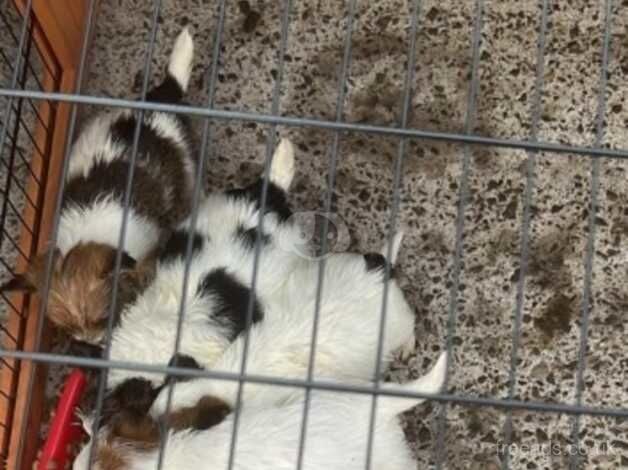 Jack Russel for sale in Cardiff - Image 2