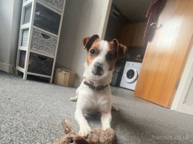 Jack Russel for sale in Dumfries and Galloway