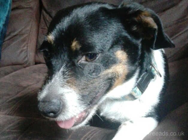 jack russel for sale in Maidstone, Kent - Image 1