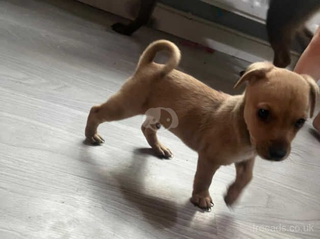 Jack russel for sale in Bromsgrove, Worcestershire - Image 3