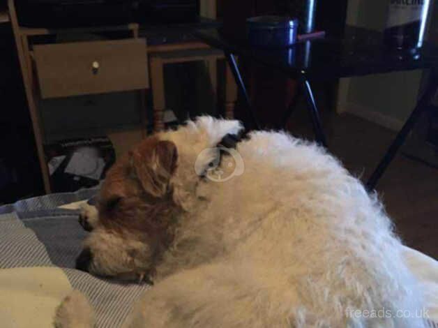 Jack russel for sale in Redruth, Cornwall