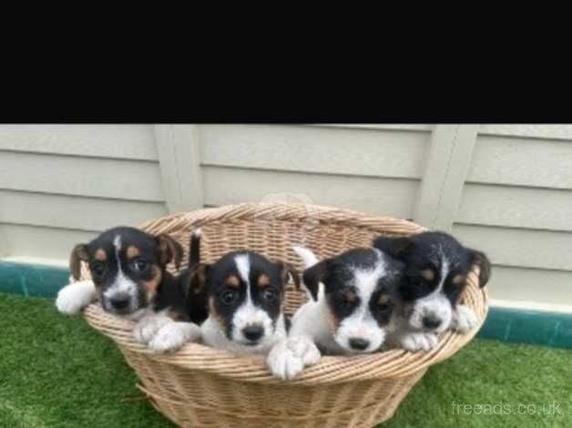 Jack Russel for sale in Maidstone, Kent