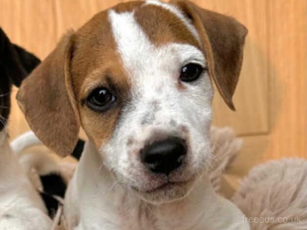 Jack Russel pup for sale in Swanley, Gloucestershire