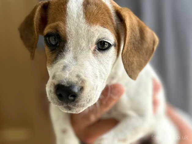 Jack Russel pup for sale in Swanley, Gloucestershire - Image 3