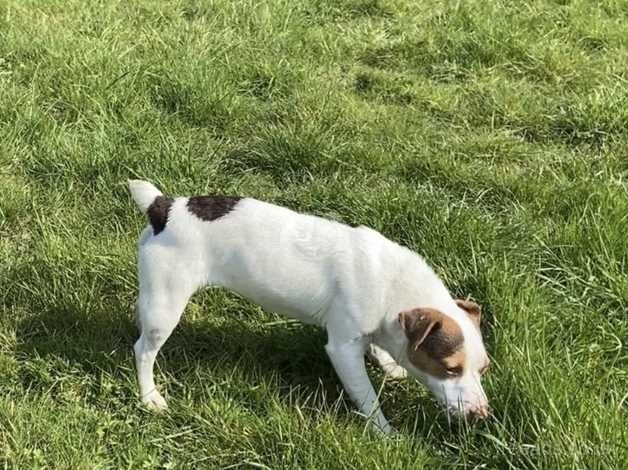 Jack Russel pup for sale in Swanley, Gloucestershire - Image 4