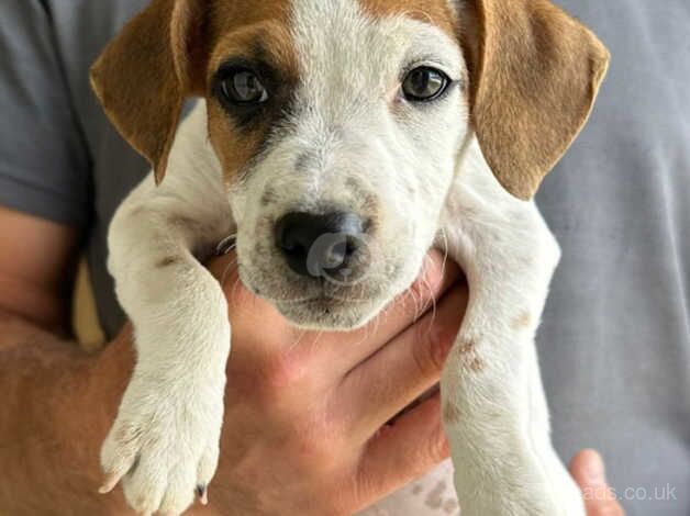 Jack Russel pup for sale in Swanley, Gloucestershire - Image 5