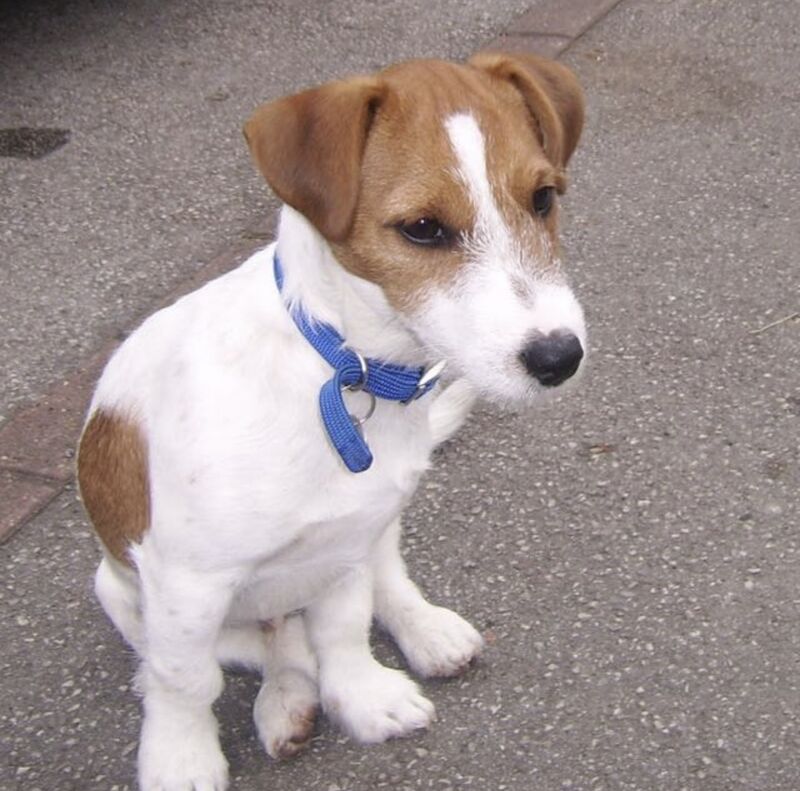 Jack Russel puppies for sale in Mansfield, Nottinghamshire - Image 1