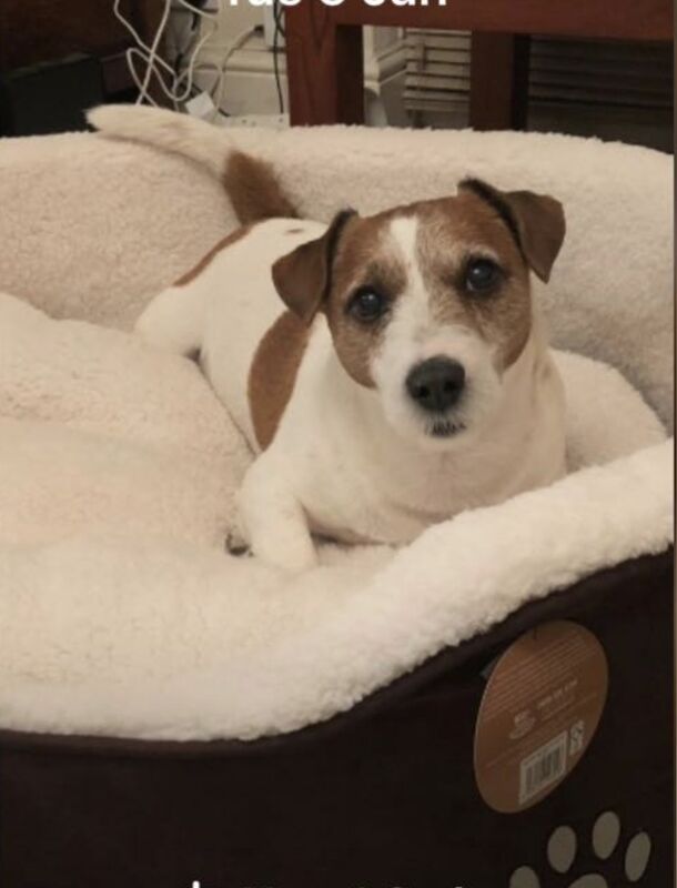 Jack Russel puppies for sale in Mansfield, Nottinghamshire - Image 2