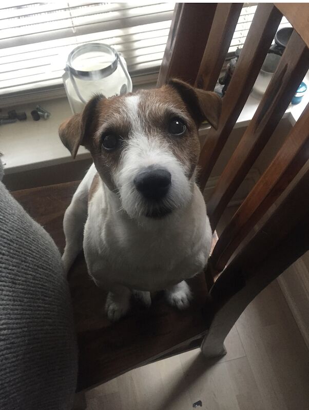 Jack Russel puppies for sale in Mansfield, Nottinghamshire - Image 3