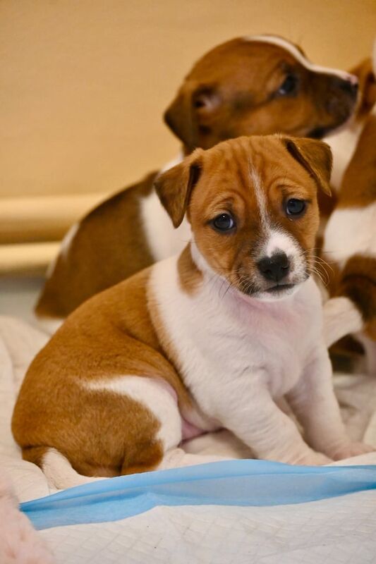 Jack russel puppies 3 girls and 1 boy available for sale in Newham, Cornwall