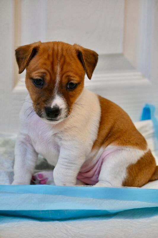 Jack russel puppies 3 girls and 1 boy available for sale in Newham, Cornwall - Image 2