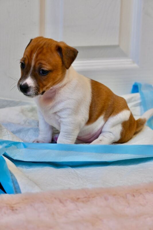 Jack russel puppies 3 girls and 1 boy available for sale in Newham, Cornwall - Image 3