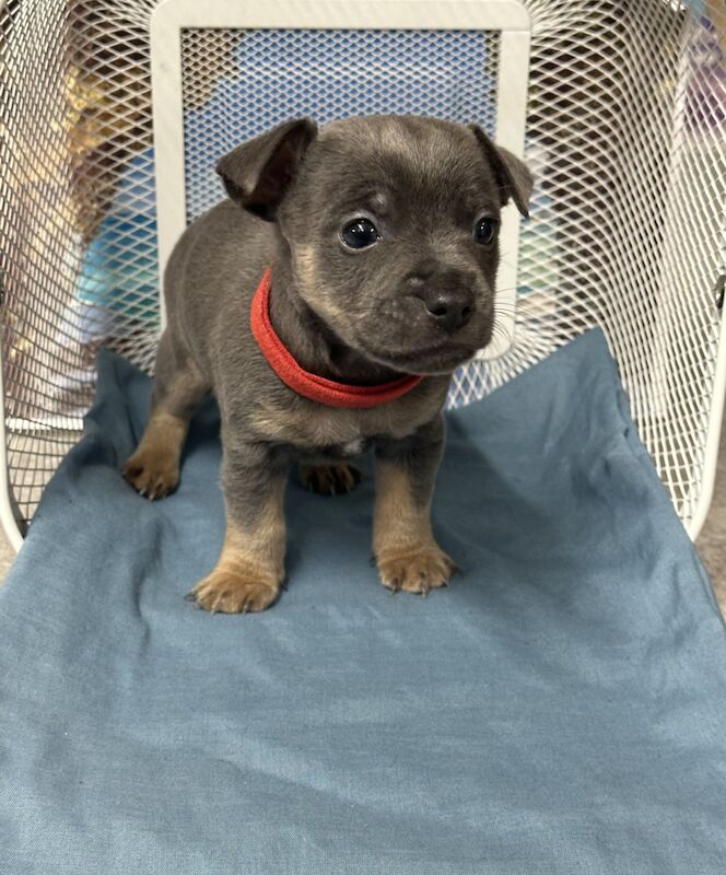 Jack Russel Puppies for sale in Royton, Greater Manchester - Image 3