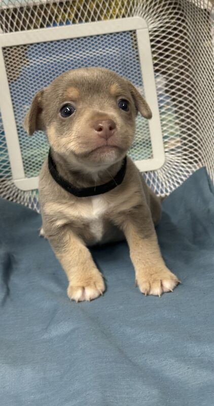 Jack Russel Puppies for sale in Royton, Greater Manchester - Image 5