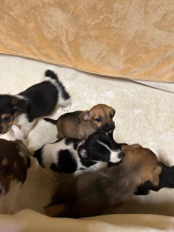 Jack Russel puppies for sale in Biddenden, Kent