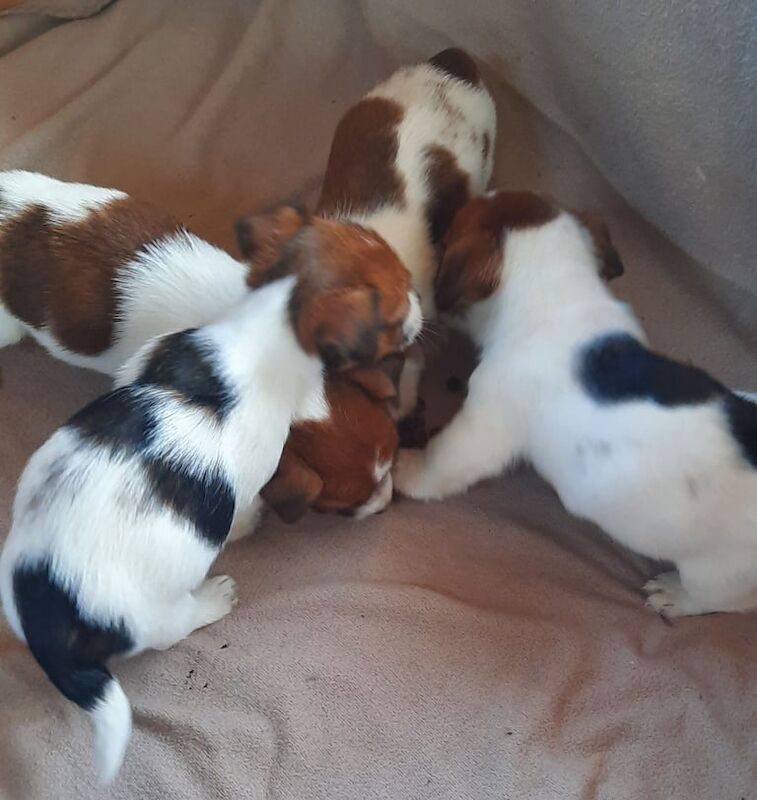 Jack russel puppies for sale in Hatfield, Hertfordshire